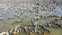 Van Gölü’ndeki mikrobiyalitler için tehlike