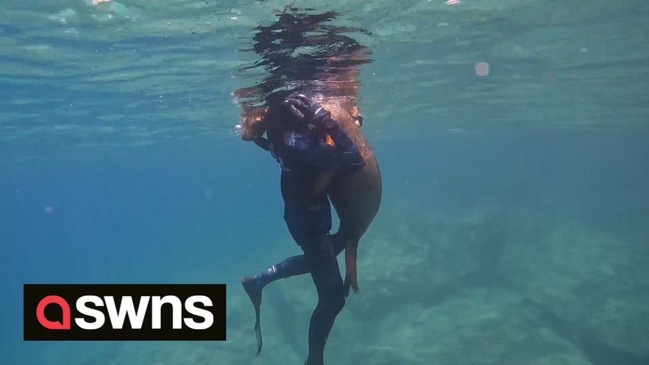 Incredible moment a wild sea lion HUGS a teenager diving off coast of Mexico
