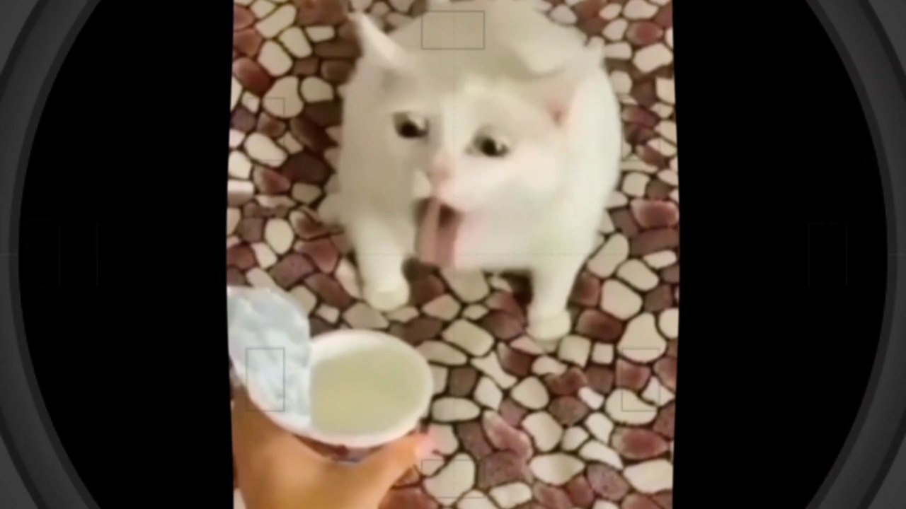 RANDOM KUCING