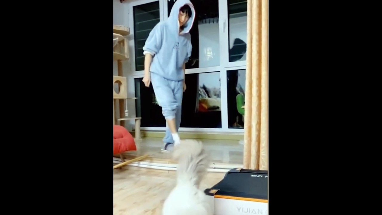 Funny Cat and Dog