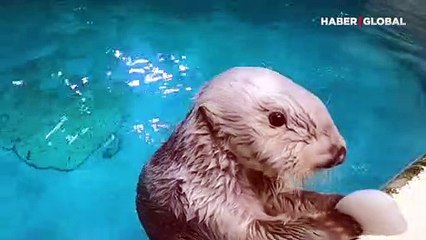 Sakladığı oyuncakları cebinden çıkarıp geri veren su samuru güldürdü