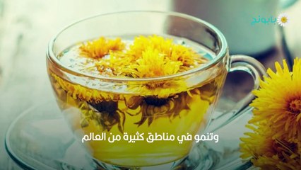 شاي الهندباء وفوائده المتعددة