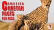 Amazing Cheetah Facts for Kids l Learn About Animals l Education & Fun for Kids l @ Nate Skate