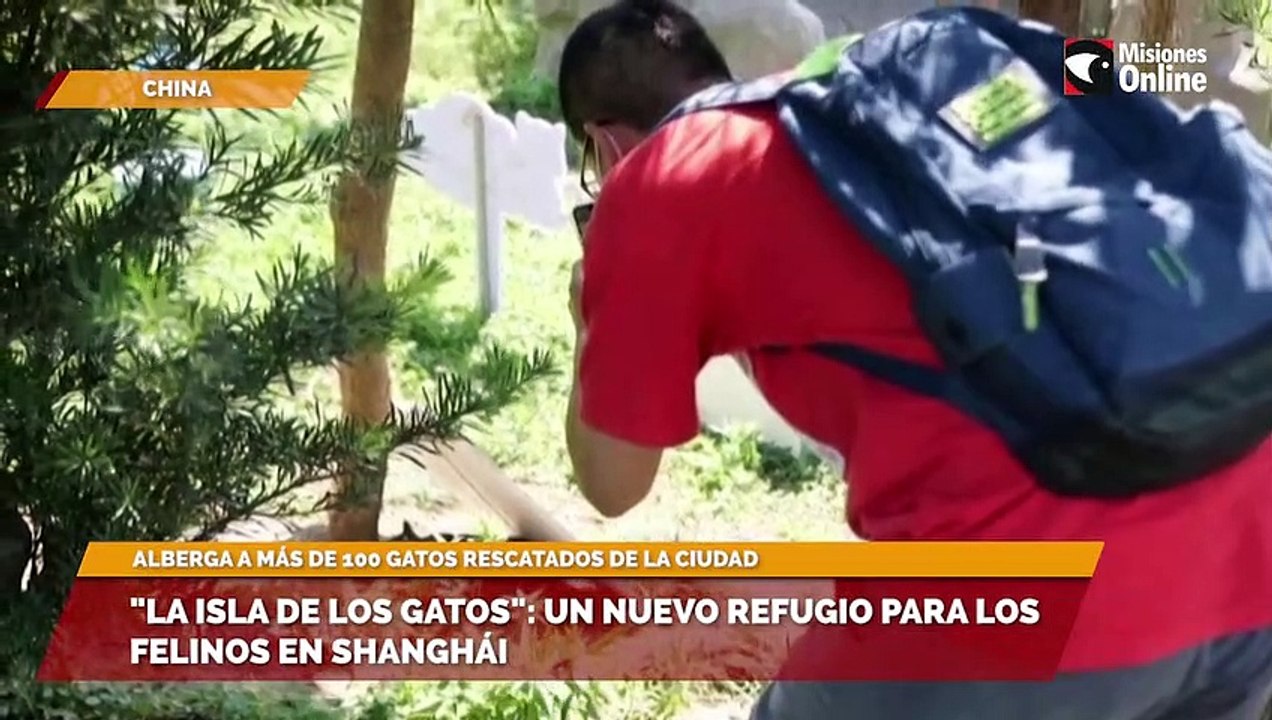 "La Isla de los Gatos": un nuevo refugio para los felinos en Shanghái