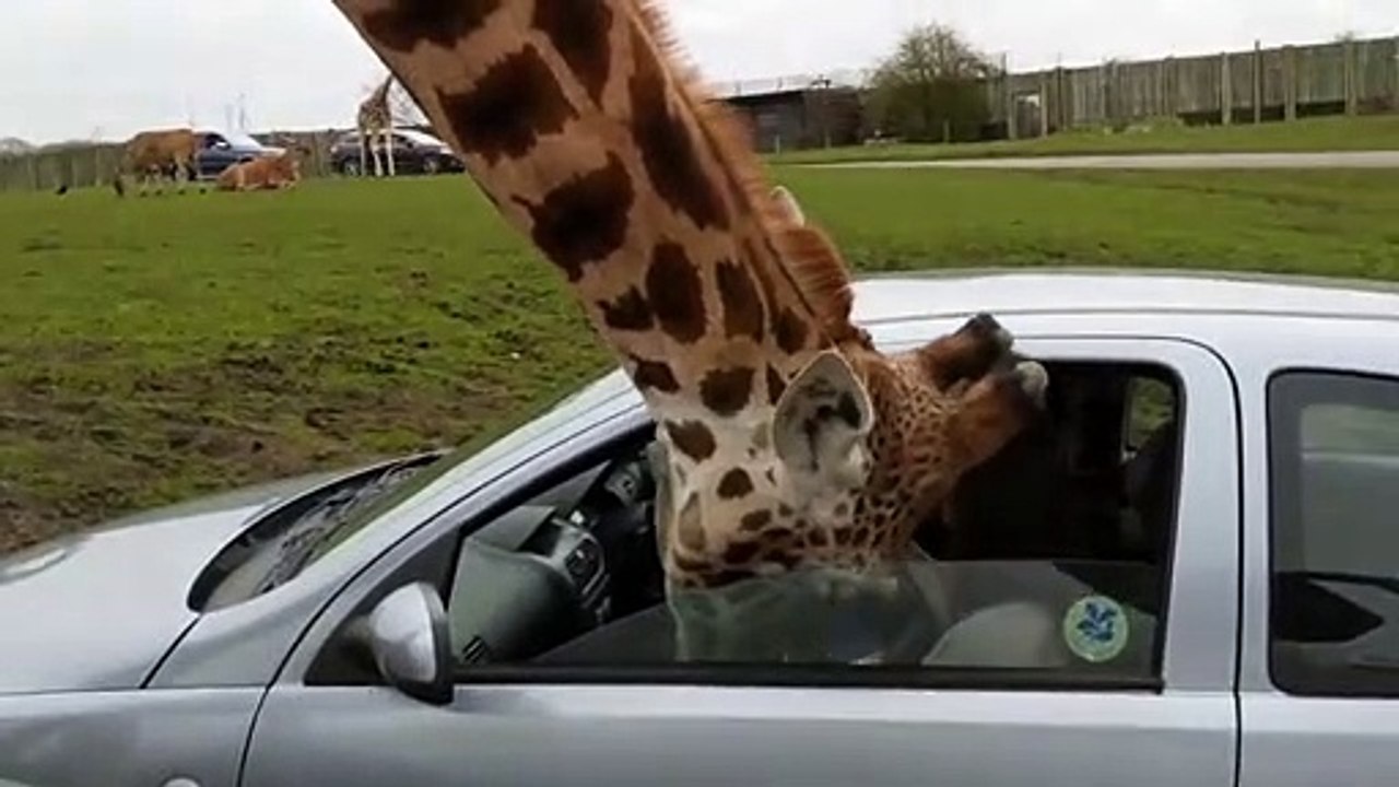 Une femme referme la vitre quand une girafe passe sa tête à l'intérieur de sa voiture