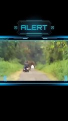 Man Vs Wild Animals Viral Funny Videos -- #viral #funny #shorts