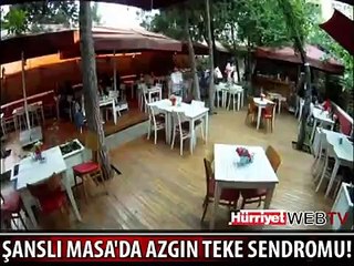 ŞANSLI MASA'DA AZGIN TEKE SENDROMU!