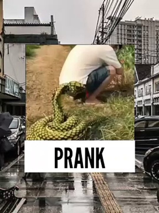 Snake Prank