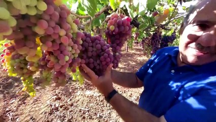 Lebanese 'grape bank' preserves 72 varieties