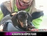 3500 KÖPEK BİRBİRİYLE YARIŞTI