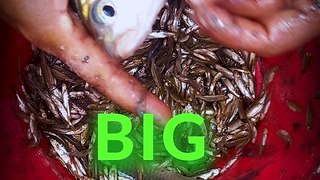 Amazing pond big fish || Delicious fish of the pond || Biggest fish in the world