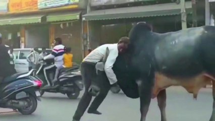 Drunk Man Vs Bull