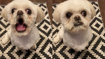 Adorable dog 'malfunctions' after hearing his trigger word