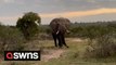 Elephant charges at tourists on a safari in South Africa