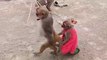 बन्दर ससुराल से बंदरिया को लेने गया, बंदर का खेल  || Bandar Bandariya Ka Khel || Funny Monkey