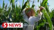 86-year-old agronomist spreads seeds of corn, hope in China