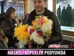 ŞANSLI KÖPEKLER