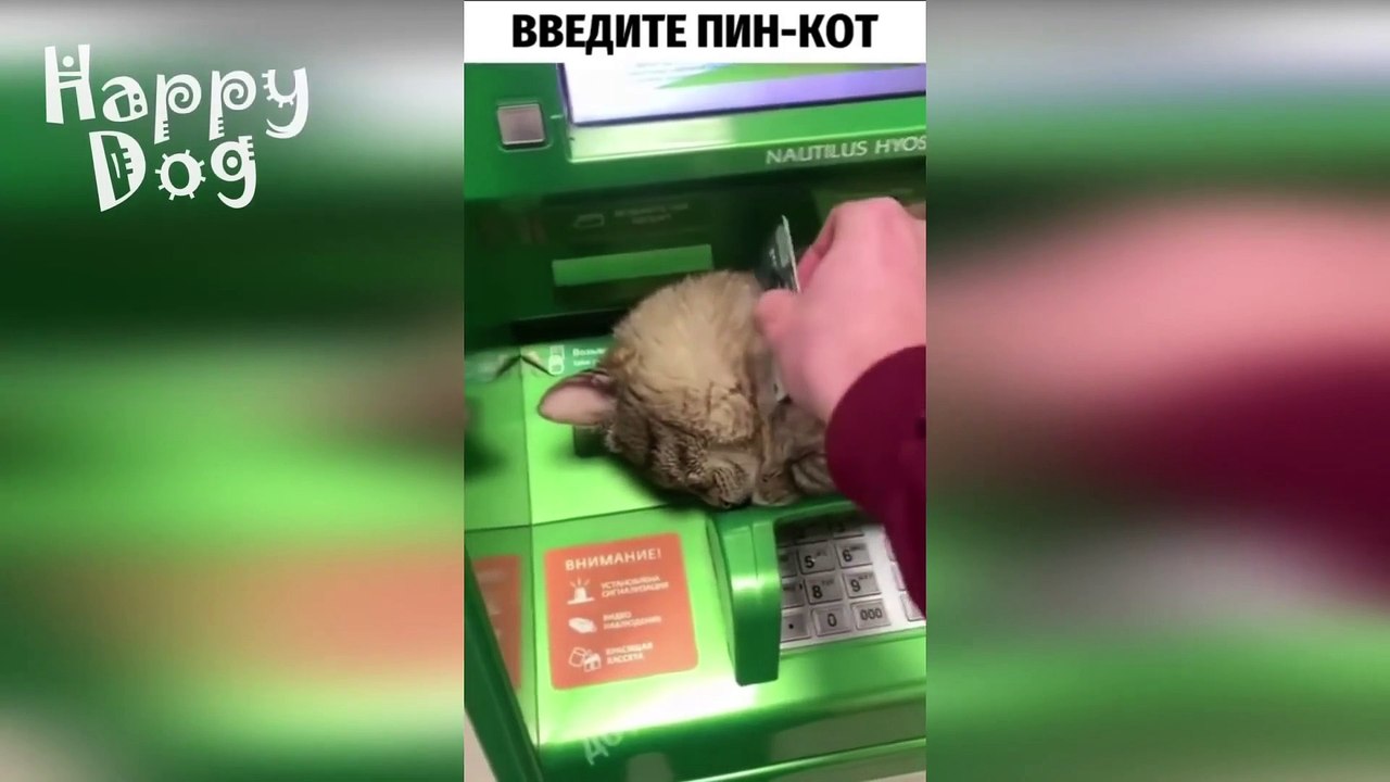 Funny animals - Funny cats - dogs - Funny animal videos #82