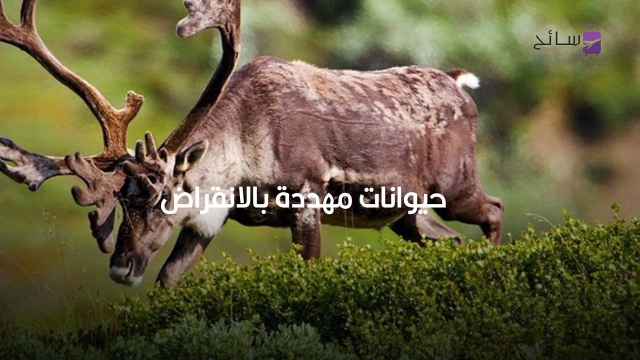 انقراض