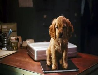 KEDİLER VE KÖPEKLER: KİTTY GALORE'UM İNTİKAMI