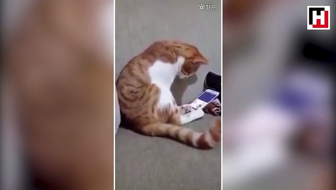 Ölen sahibini telefonda gören kedinin duygulandıran tepkisi!