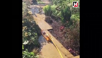 Sıcaktan bunalan uyanık kirpinin serinleme yöntemi