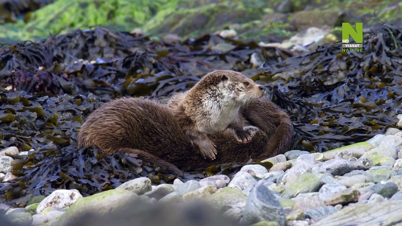 Scotland A Wild Year - Spring