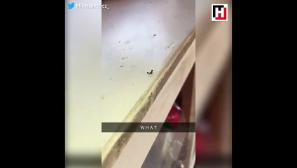 Karıncayı masadan aşağı fırlatan karınca!