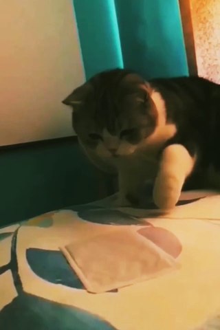 cat animal comedy part --2