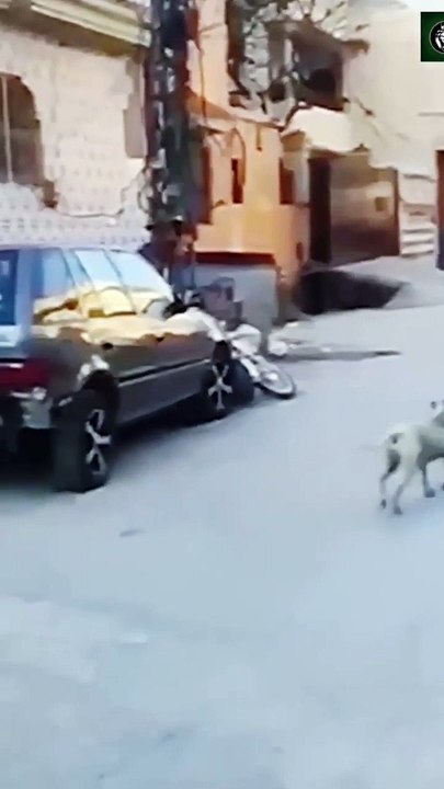 Universal dog problem 