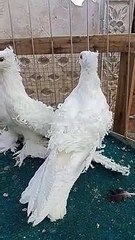 Beautiful and fancy pigeon
