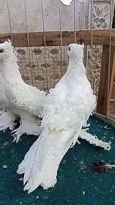 Beautiful and fancy pigeon