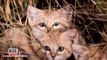 İlk defa görüntülenen kum kedilerinin şirin yavruları