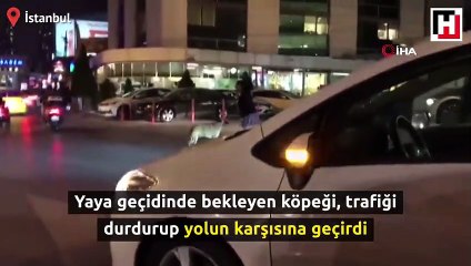 Yaya geçidinde bekleyen köpeği karşıya geçirdi