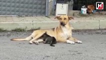 Köpekten yavru kediye anne şefkati
