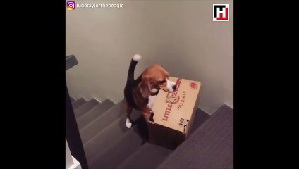 Sevimli köpeğin gülümseten azmi!