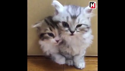 Hiç bitmeyen tatlılık!