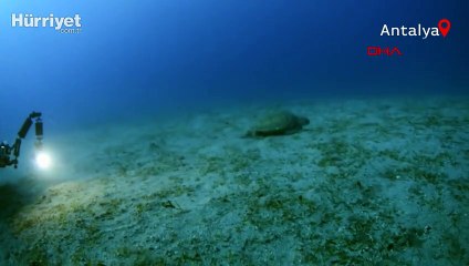 Dalgıçların ilgi odağı kaplumbağa  'Hürrem'