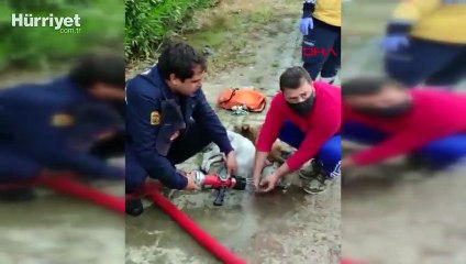 Yangında zehirlenen iki köpek kalp masajı ile yaşama döndürüldü