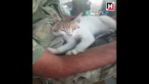 Mehmetçiğe masaj yapan kedi