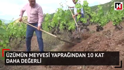 Üzümün yaprağı meyvesinden 10 kat değerli