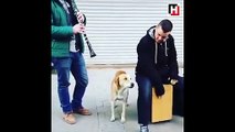 Sokak müzisyenlerine eşlik eden sevimli köpek!