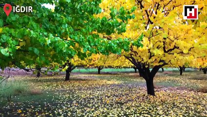 Kayısı bahçelerinde "masalsı" sonbahar