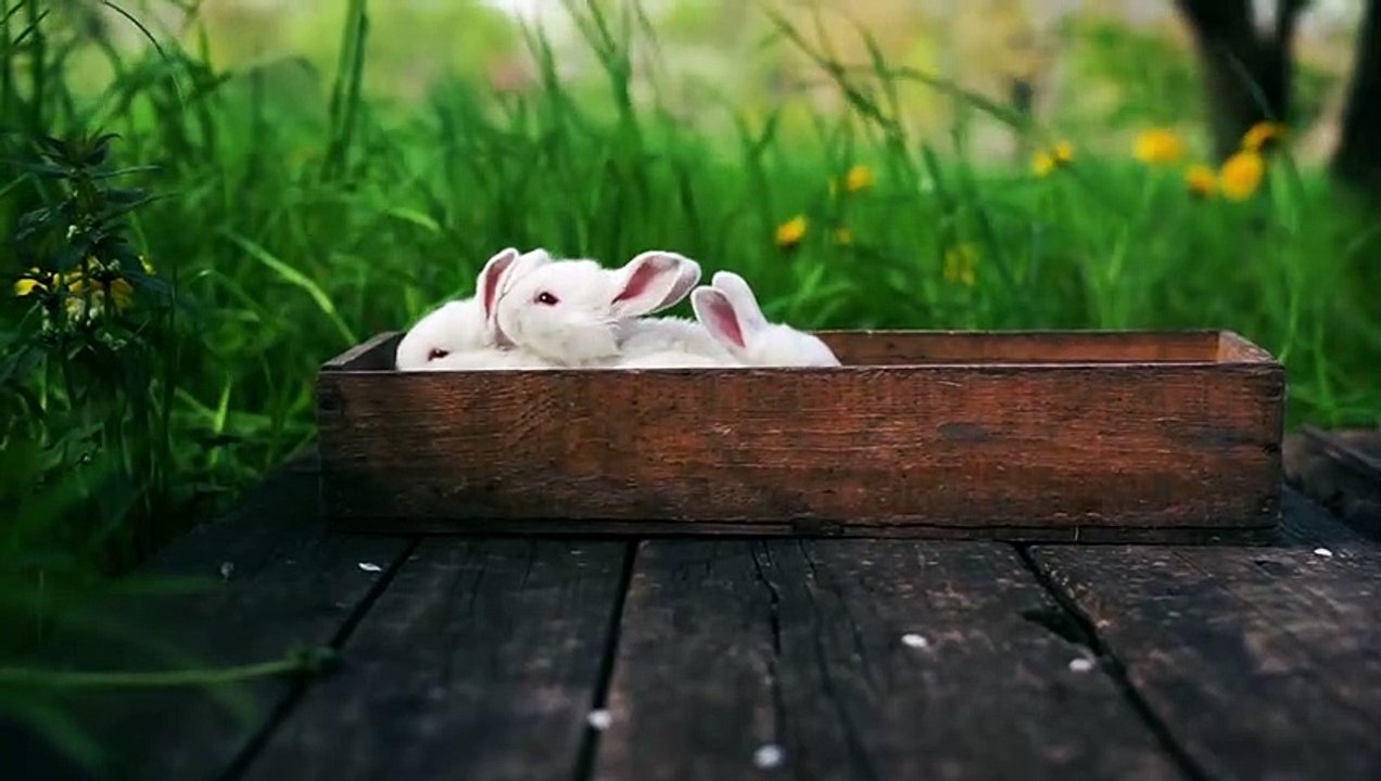 funny animal videos funny videos comedy videos 2022 funny animal videos try not to be laugh