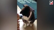 Jenga oynayan kedi