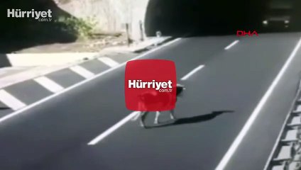 Feci kaza! Otomobilin ineğe çarpma anı kamerada