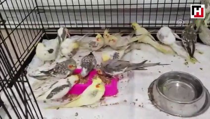 Papağanları sınırdan kaçak sokmaya çalıştı