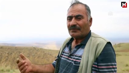 Iğdır'da 74 koyun yıldırım nedeniyle telef oldu