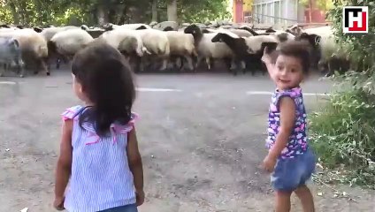 İlk kez koyun gören ikizlerin şaşkınlığı