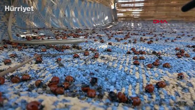 Saros Körfezi kıyıları, uğur böceklerinin istilasına uğradı